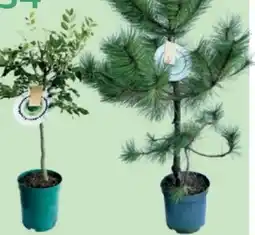 Bellaflora Geburtsbaum Angebot