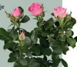Bellaflora Österreichische Rosen Die Duften Angebot