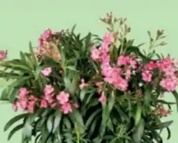 Bellaflora Oleander Angebot