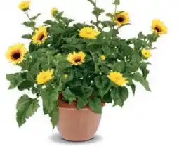 Bellaflora 1000-Blüten-Sonnenblume Angebot