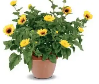 Bellaflora 1000-Blüten-Sonnenblume Angebot