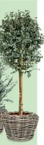 Bellaflora Eucalyptus Ministamm Angebot