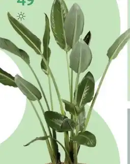 Bellaflora Baumstrelitzie Angebot