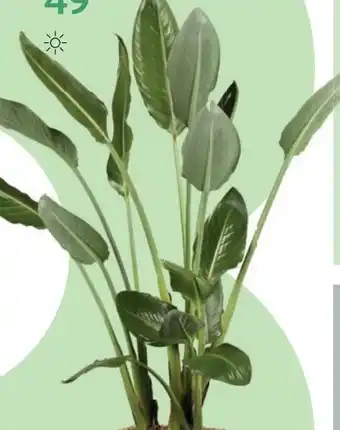 Bellaflora Baumstrelitzie Angebot