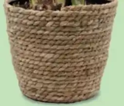 Bellaflora Topf Seegrass Angebot