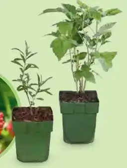 Hofer Bio Natura Bio-Obst-Beerenmix Angebot