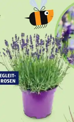 Hofer Lavendel Pflanze Angebot