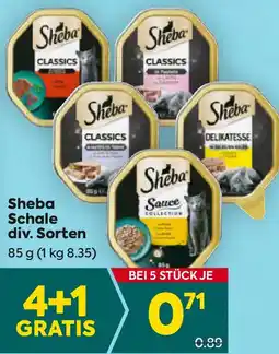 Billa Sheba Schale Angebot