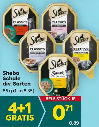 Billa Sheba Schale Angebot