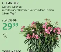 Bellaflora Oleander nerium oleander Angebot
