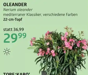 Bellaflora Oleander nerium oleander Angebot