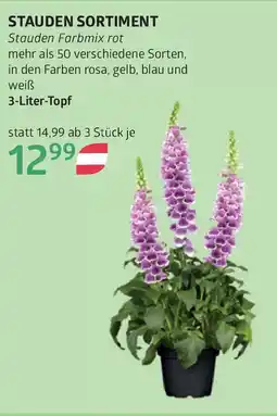 Bellaflora Stauden sortiment Angebot