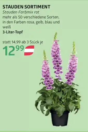 Bellaflora Stauden sortiment Angebot