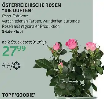 Bellaflora Österreichische rosen die duften Angebot