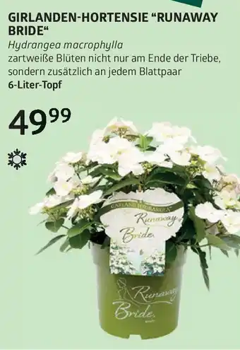 Bellaflora Girlanden-hortensie runaway bride Angebot