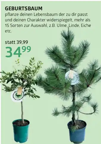 Bellaflora Geburtsbaum Angebot