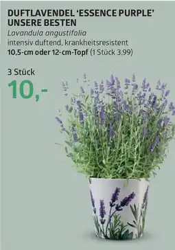 Bellaflora Duftlavendel 'essence purple' unsere besten Angebot