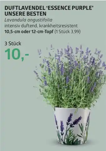 Bellaflora Duftlavendel 'essence purple' unsere besten Angebot