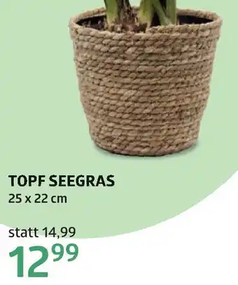 Bellaflora Topf seegras Angebot