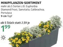 Bellaflora Minipflanzen-sortiment Angebot