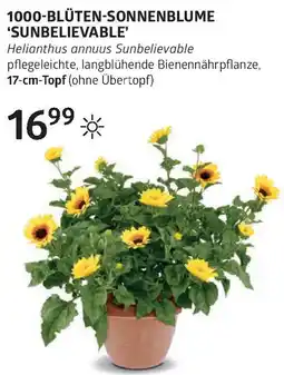 Bellaflora 1000-blüten-sonnenblume sunbelievable Angebot