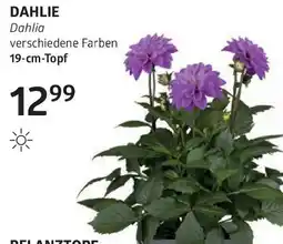 Bellaflora Dahlie Angebot