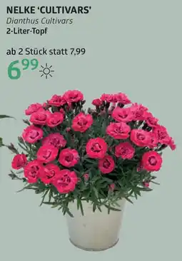 Bellaflora Nelke 'cultivars Angebot