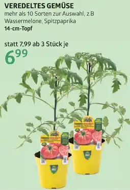 Bellaflora Veredeltes gemüse Angebot