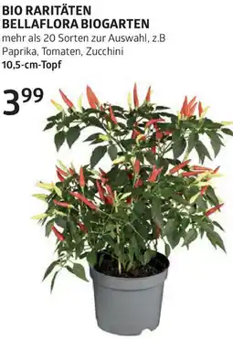 Bellaflora Bio raritäten bellaflora biogarten Angebot