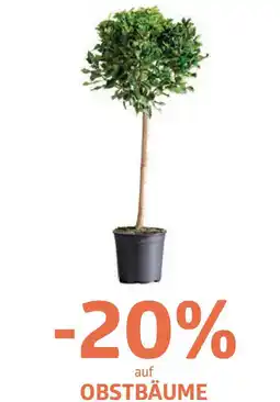 Bellaflora Obstbäume Angebot