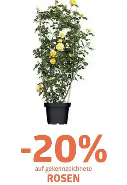 Bellaflora auf gekennzeichnete ROSEN Angebot