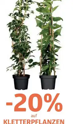 Bellaflora Kletterpflanzen Angebot
