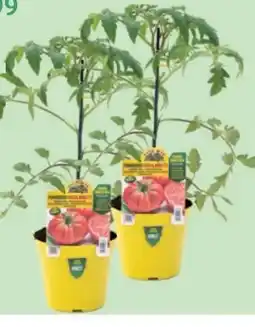 Bellaflora Veredeltes Vitalgemüse Angebot