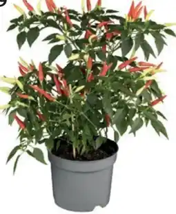 Bellaflora bellaflora biogarten Bio Raritäten Angebot