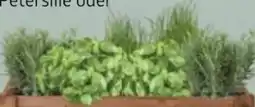Bellaflora Günstiger Garten Kräuter Angebot