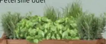 Bellaflora Günstiger Garten Kräuter Angebot