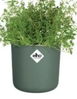 Bellaflora elho Anzuchttopf Happy Herbs Angebot