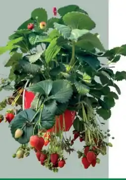 Bellaflora Erdbeerampel Angebot