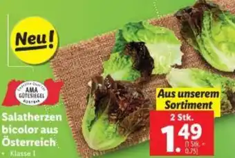 Lidl Salatherżen bicolor Angebot