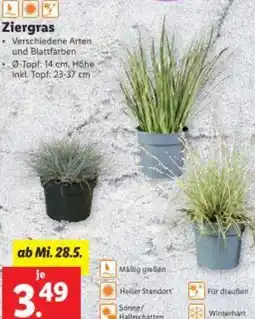 Lidl Ziergras Angebot