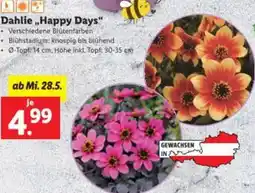 Lidl Dahlie Happy Days Angebot