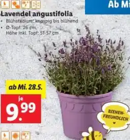 Lidl Lavendel angustifolia Angebot