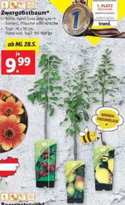 Lidl Zwergobstbaum Angebot