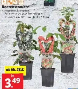 Lidl Beerenstrauch Angebot
