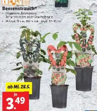 Lidl Beerenstrauch Angebot