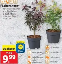 Lidl Fächerahorn Angebot