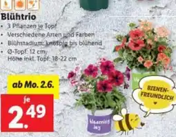 Lidl Blühtrio Angebot
