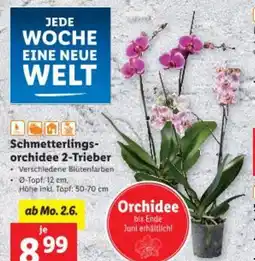 Lidl Schmetterlings- orchidee Angebot