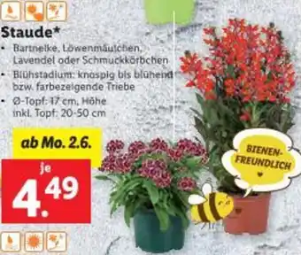Lidl Staude Angebot