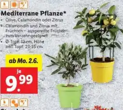 Lidl Mediterrane Pflanze Angebot